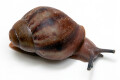Archachatina rhodostoma Benin, juvenil, 25mm